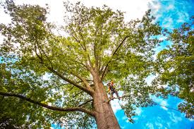 Mulching Services in Depew, NY